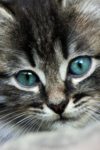 Пушистый котенок обои