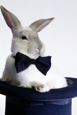 Кролик в цилиндре фокусника обои