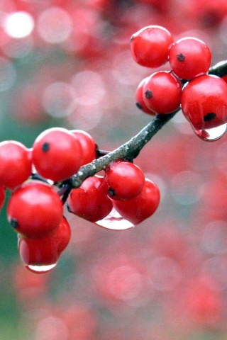 Капли росы на ягодах рябины обои