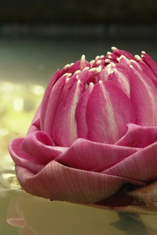 Водяной цветок обои