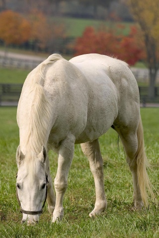 Красивая белая лошадь обои
