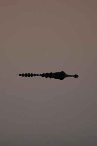 Алигатор обои