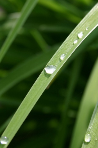 Капли росы на траве обои
