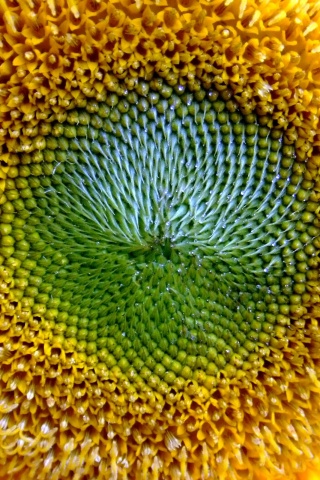 Недозревший подсолнух обои