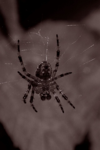 Паук на паутине обои
