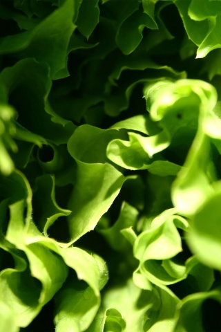 Зеленая листва обои