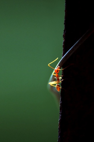 Муравей-пожарник обои