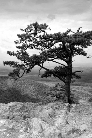 Горное дерево в черно-белых тонах обои