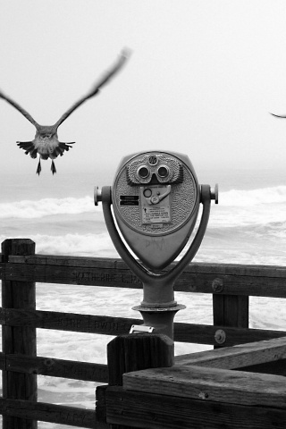 Чайки на перилах пирса обои