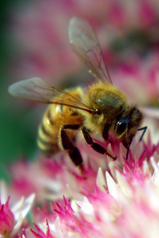 Пчела собирает пыльцу обои