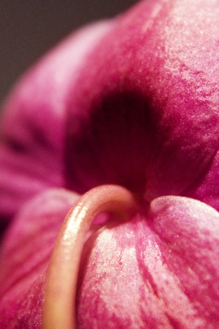 Розовый стебель обои