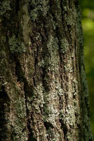 Ствол дерева обои