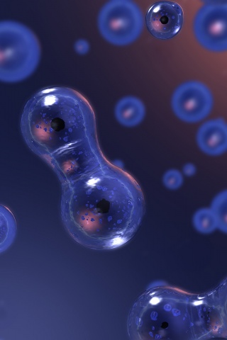 Деление обои