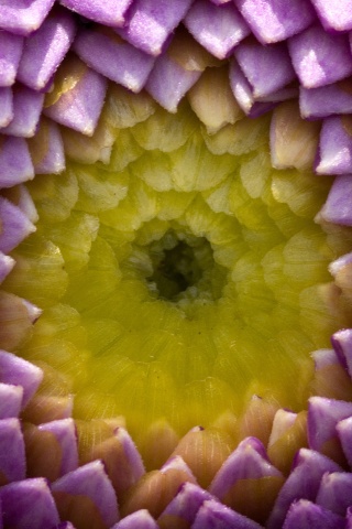 Сердцевина цветка обои