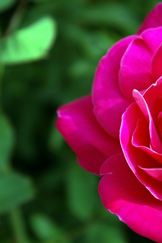 Для тебя обои