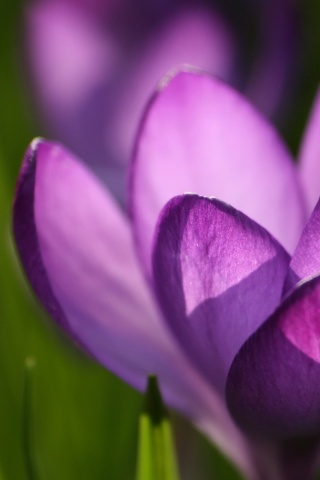 Фиолетовый крокус обои