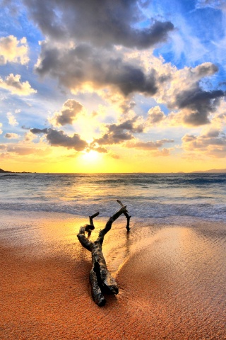 Коряга на пляже обои