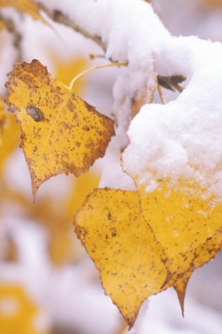 Первый снег обои