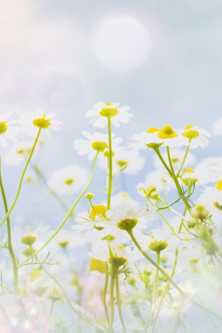 Цветочное лето обои