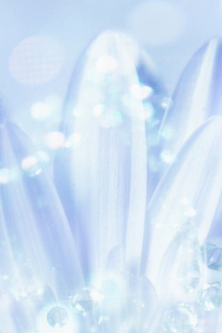 Белые лепестки обои