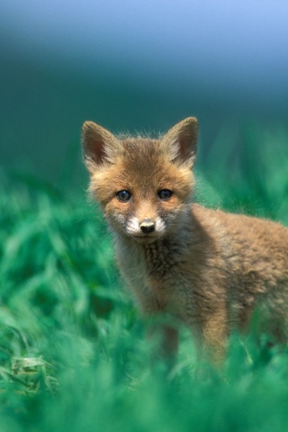 Удивлённый лисёнок обои