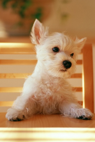 Щенок на стуле обои