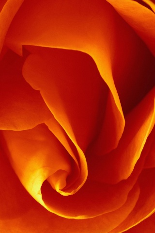 Макро фотка бутона обои