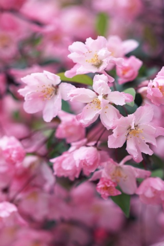 Весенние цветы обои