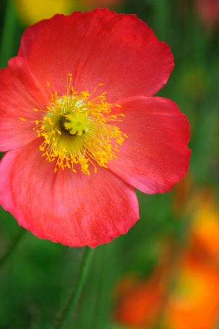 Красивый красный цветок обои