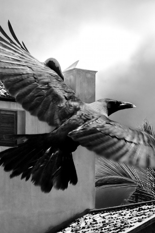 Полёт ворона обои