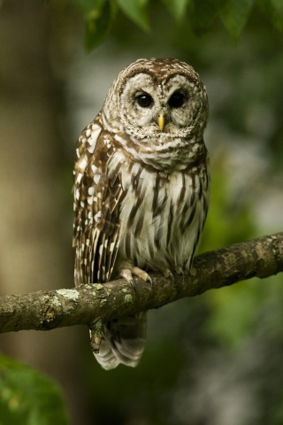 Сова на ветке обои