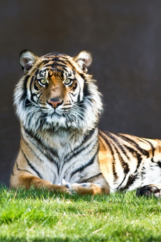 Величественный тигр обои