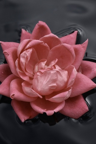 Красивый цветок на воде обои