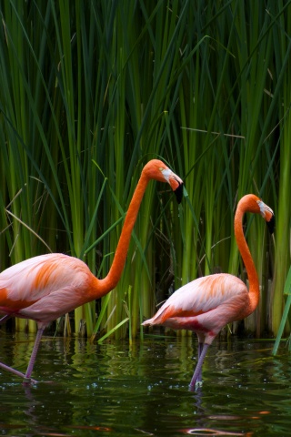 Красивые розовые фламинго на озере обои