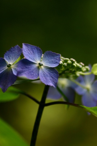 Нежно-синие цветы обои