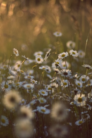 Поле ромашек обои