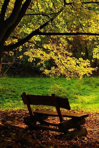 Скамейка под деревом обои