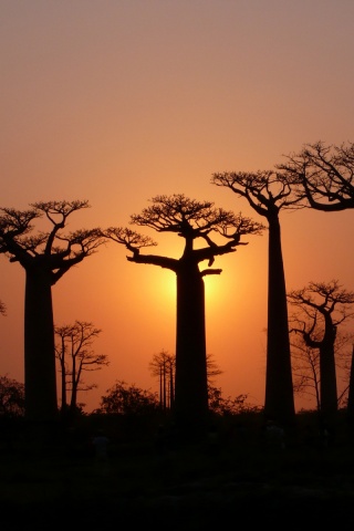 Баобабы на закате обои
