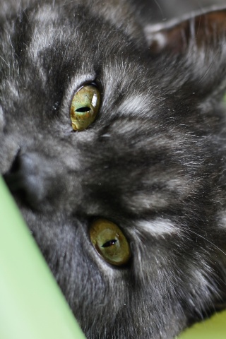 Глаза и уши обои