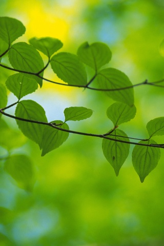 Ветка яркой зелени обои