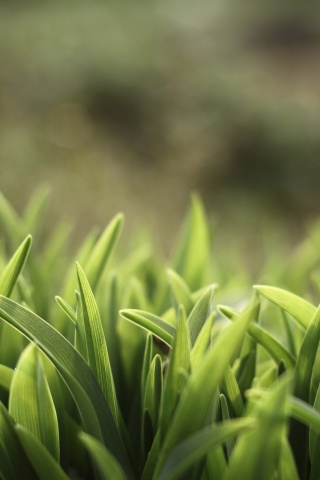 Сочная нежная трава обои