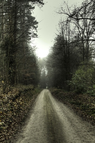 Лесная дорога обои