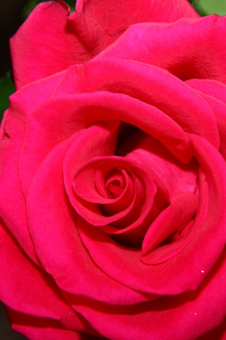 Бутон розы обои