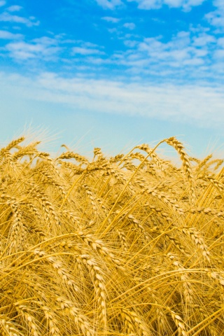 Колосья в поле обои