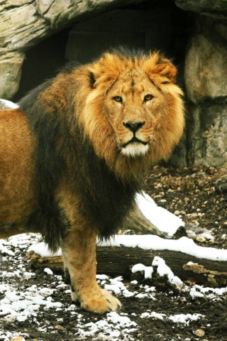 Красивый лев в лесу обои