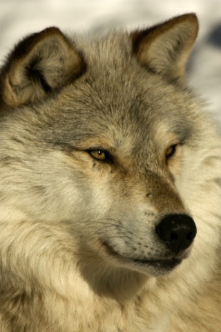 Лайка на снегу обои