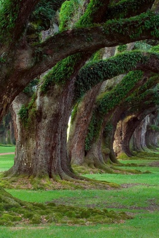 Деревья обои