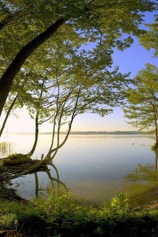 Заросший берег обои