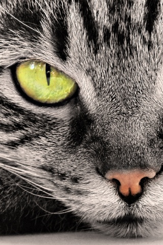 Пристальный кошачий взгляд обои