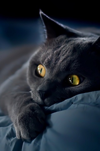 Персидский кот на кровати обои